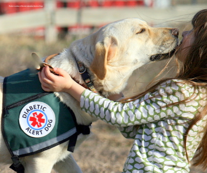 Un chien d'alerte pour patient diabétique (association Acadia)