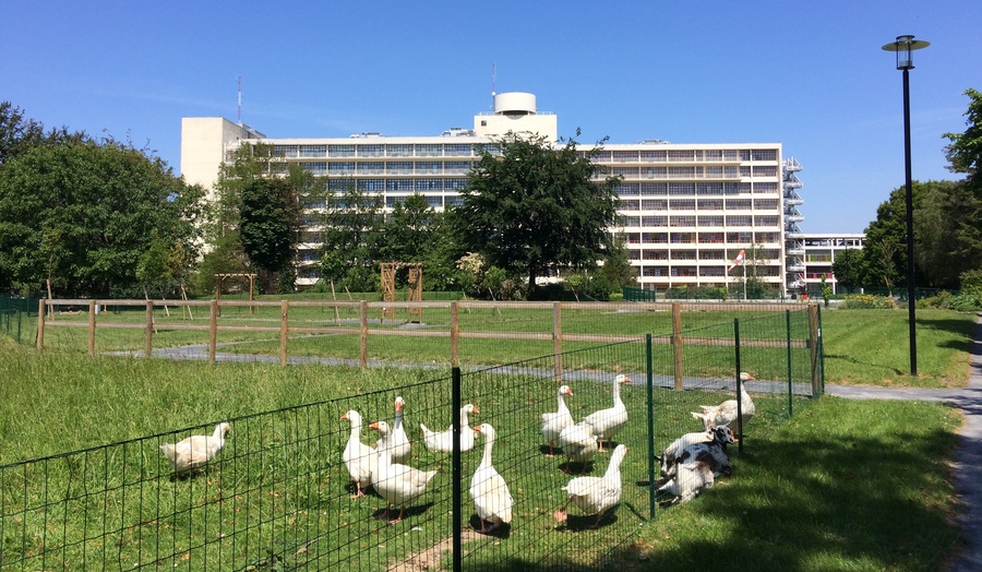 Le jardin thérapeutique du CH de Saint-Lô accueille des animaux, dont des oies. (CH Mémorial)