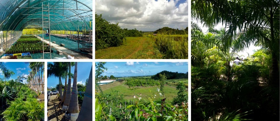 L'élaboration de la "palette végétale" a consisté à favoriser les essences indigènes et lancer une dynamique sur la redécouverte et l'exploitation des végétaux propres à la Guadeloupe. (Architecture-Studio/CHU Guadeloupe)