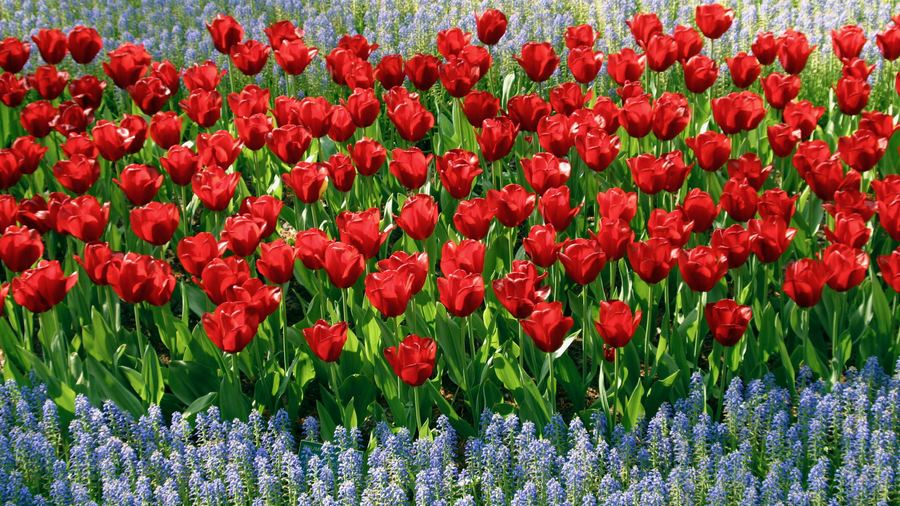 Les bulbes de tulipes plantés et analysés au CHU de Besançon provenaient des Pays-Bas, premier pays touché par les phénomènes de résistance aux traitements antifongiques. (BSIP/Docstock/Janco Volk)