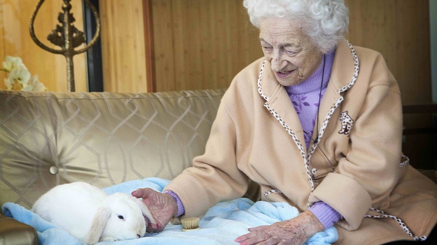 La notion d'animal domestique est large. Outre les chiens et les chats, elle concerne aussi les lapins ou les chevaux. (Amélie Benoist/Image Point FR/BSIP)